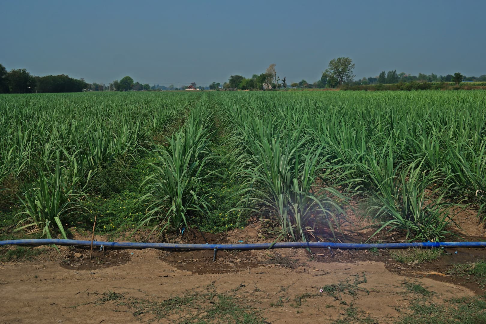 Sugarcane Irrigation