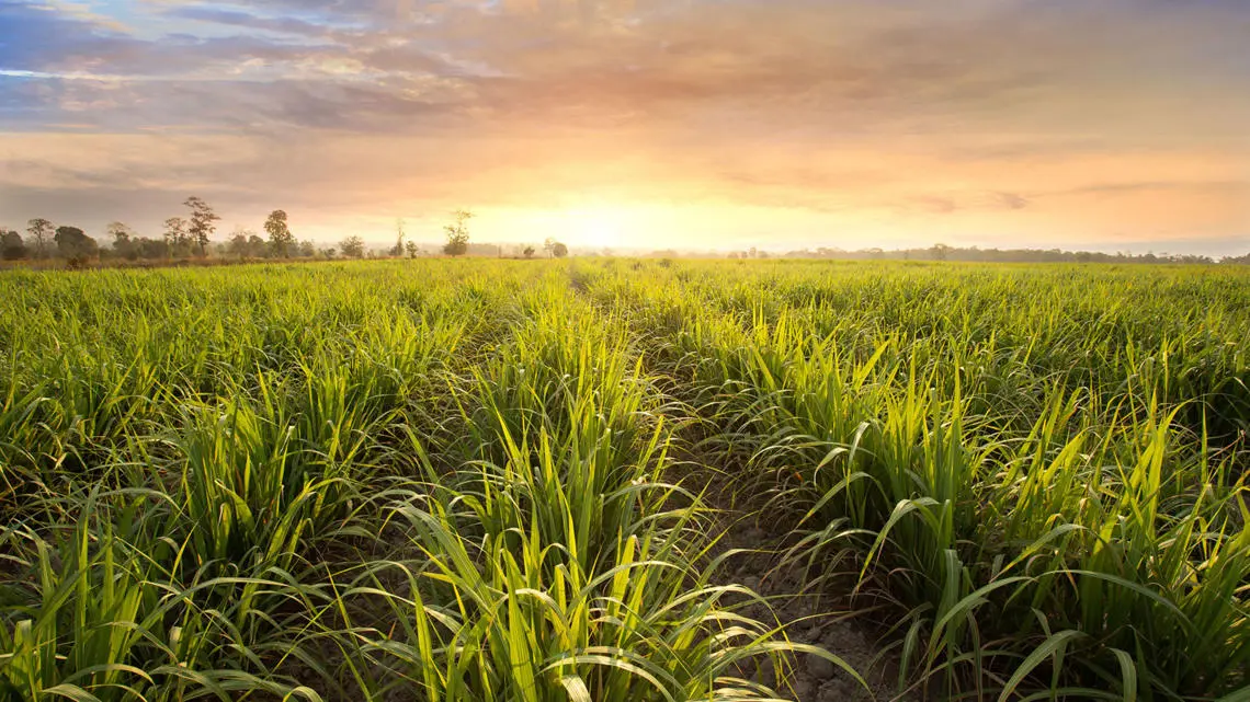 minimum-tillage-sugar-cane