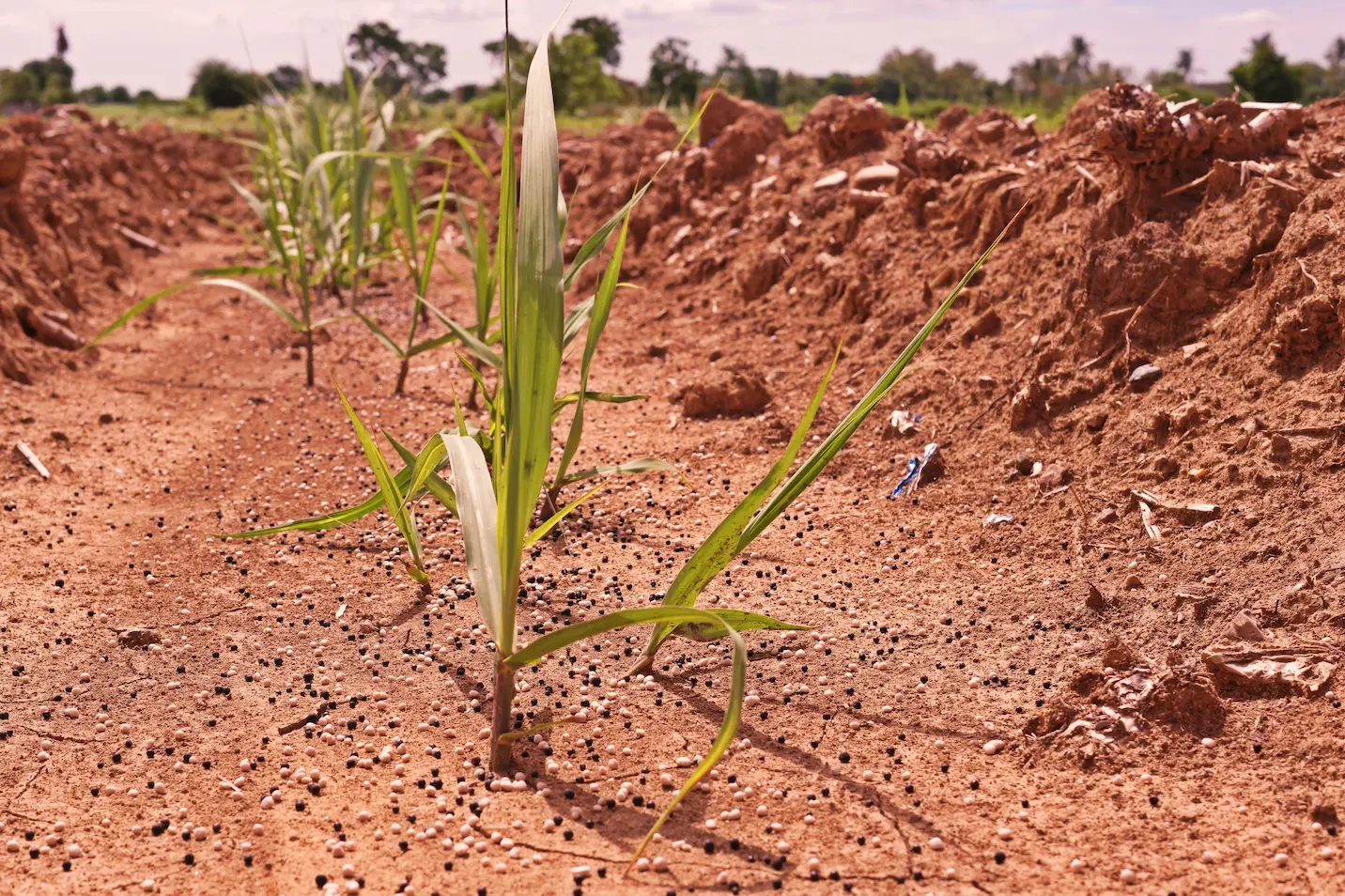 Soil Nutrition & Fertility Management Project