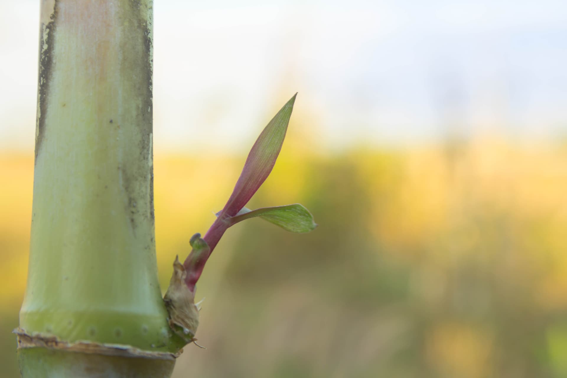 single-eye-bud-technology-revolution-in-sugarcane-farming