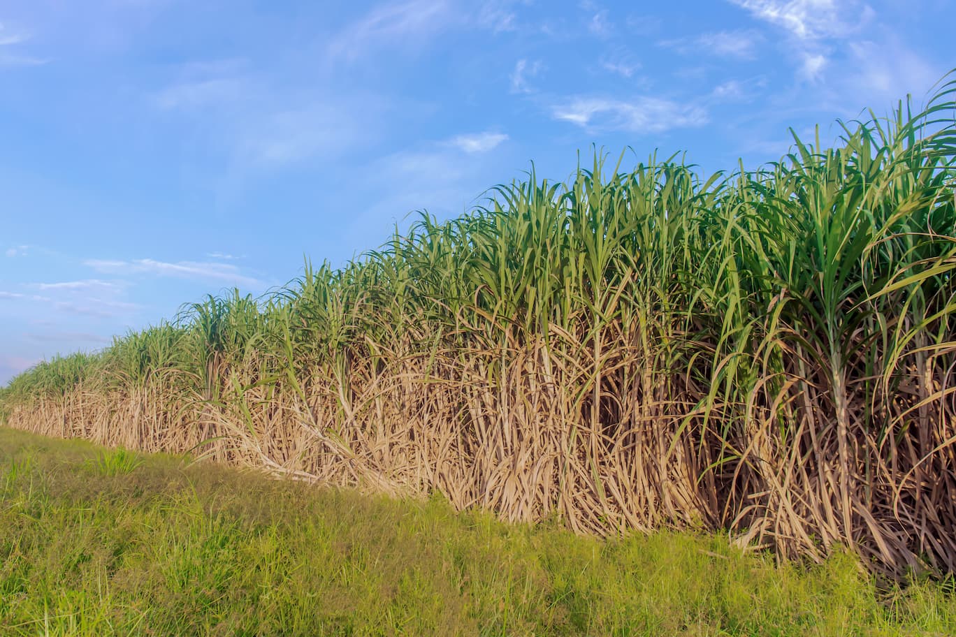 sugarcane-plantation