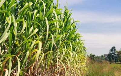 Draft Procedures for Election of Grower Representatives