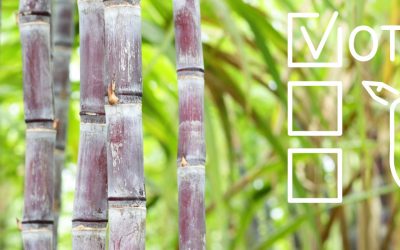 PROCEDURE FOR ELECTION OF MILLER REPRESENTATIVES TO THE KENYA SUGAR BOARD